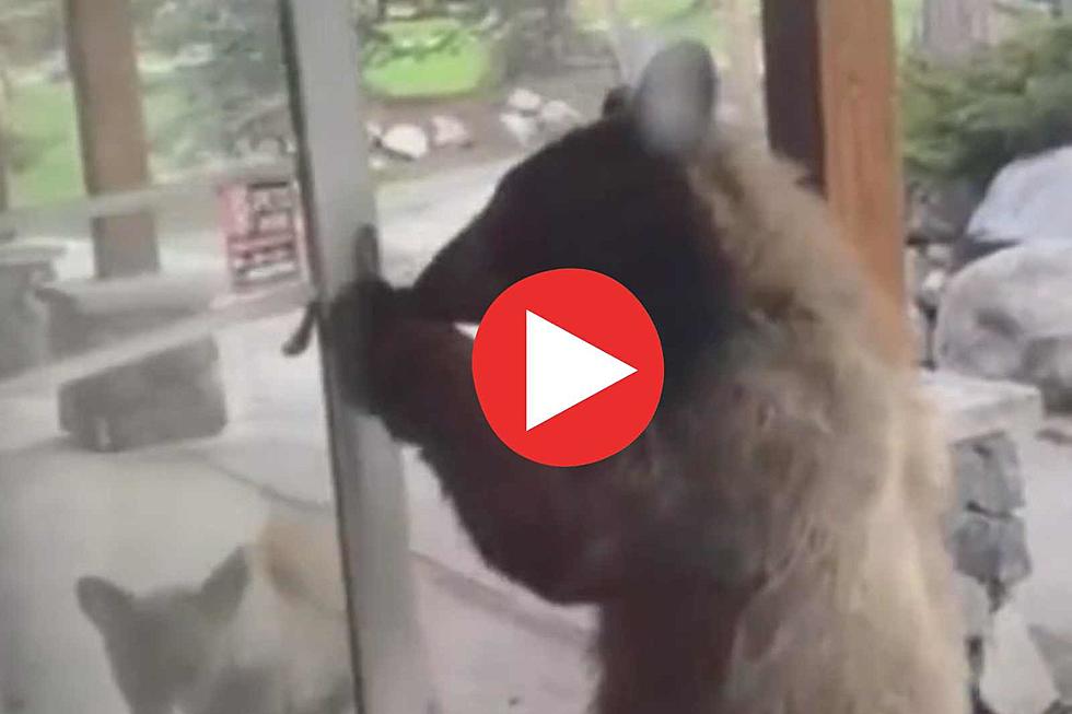 ‘Is Goldilocks Home?’ Clever Colorado Bear Cub Opens Screen Door of Home