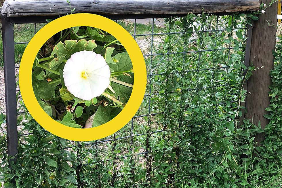 Pretty White Flowers Will Fool You, Colorado&#8217;s Noxious Bindweed is Awful