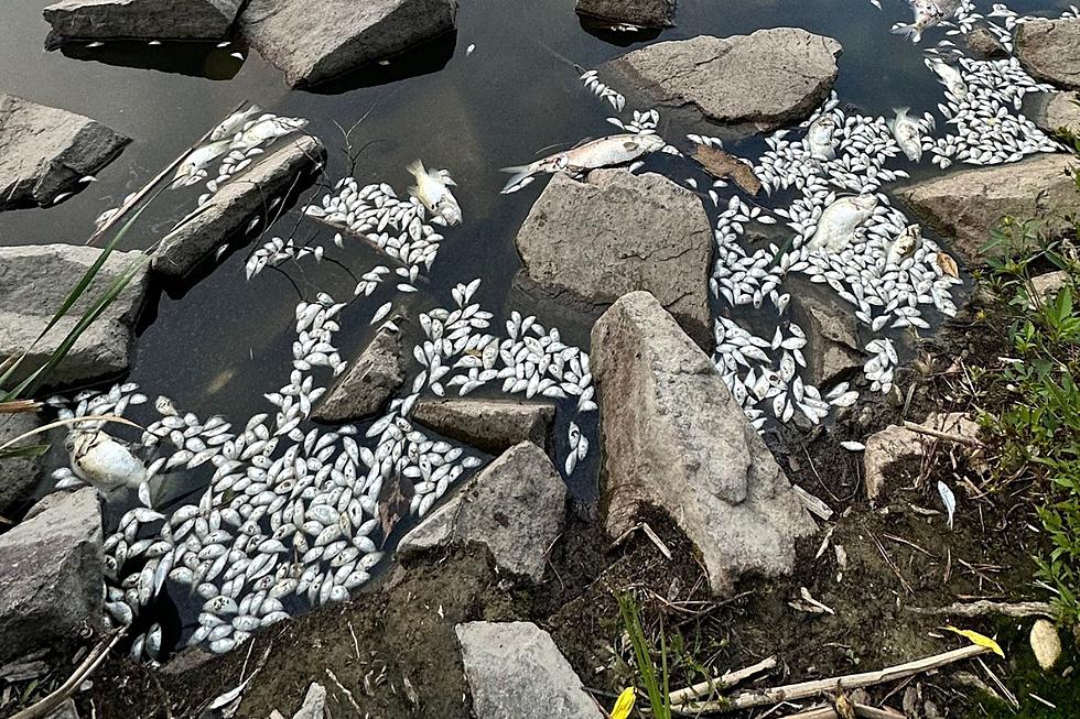 It Smells Terrible! What’s Killing the Fish at City Park in Fort Collins?