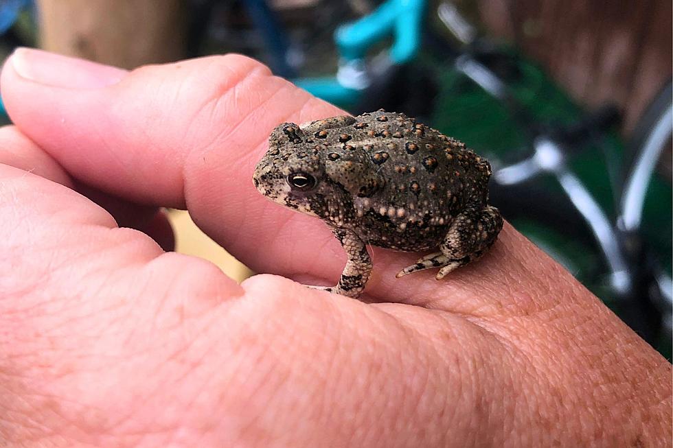 It Peed on Me! Does This Colorado Toad&#8217;s Pee Cause Warts?