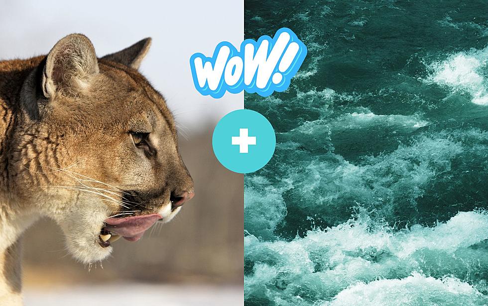 Rare Video: Mountain Lion Takes Cool Dip In Raging Colorado River