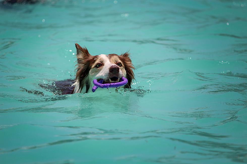 No More Dog Swimming Day in Fort Collins; Here’s Where Colorado Dogs Can Go