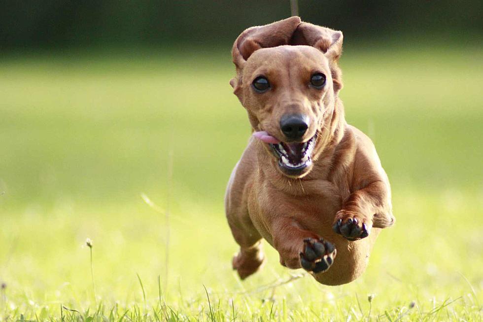Adorable ‘Weiner Dog Races’ to Bring Lots of Smiles to Loveland September 16