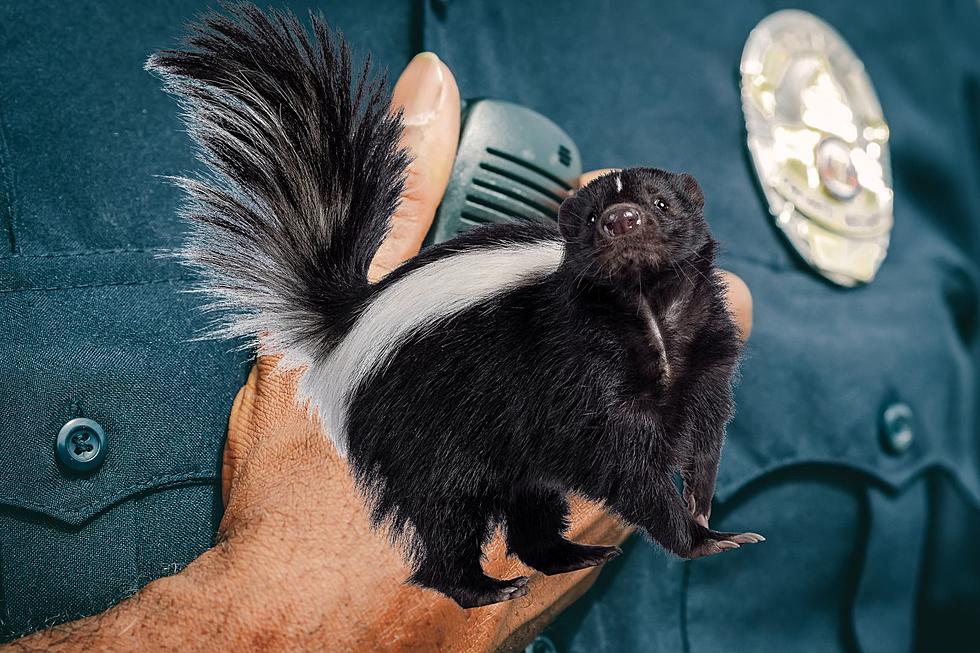 Colorado Sheriff Rescues Skunk from a Stinky Situation