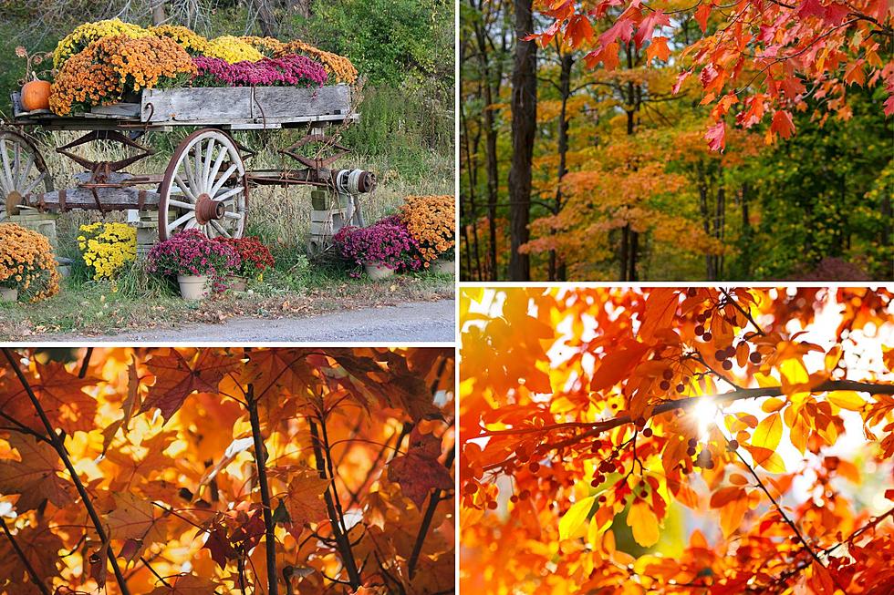 Fall Color Photos Captured Around Colorado