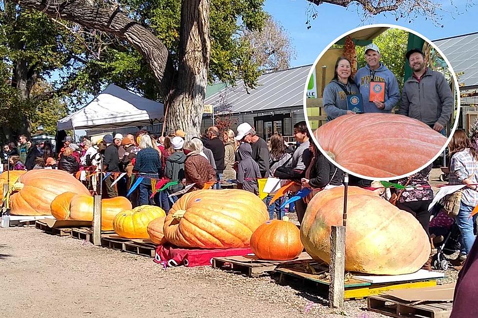 Photos From The 2023 Giant Pumpkin Weigh Off in Fort Collins