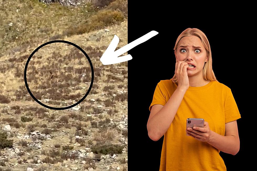 New Bigfoot Sighting in Colorado: Real or Fake?