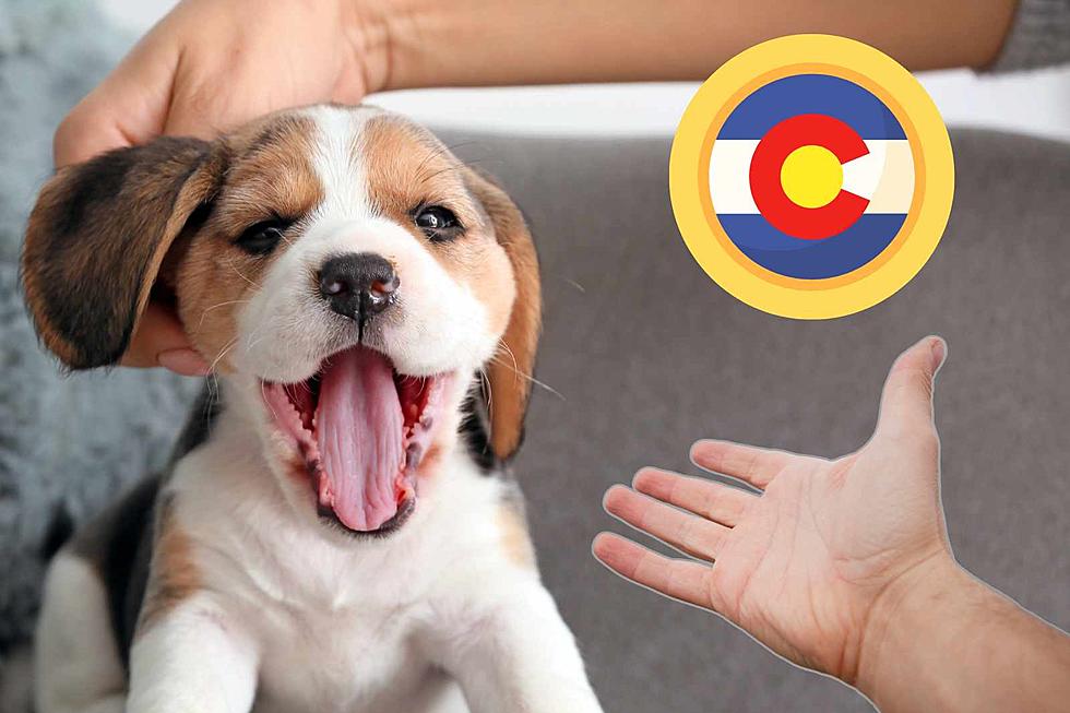 Colorado Wanted to Make Money Off of Your Pets – Social Media to the Rescue