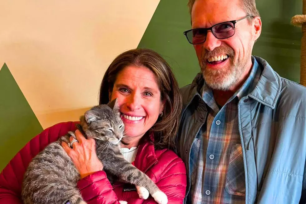 Loveland's Cat Cafe is Popular and Successful