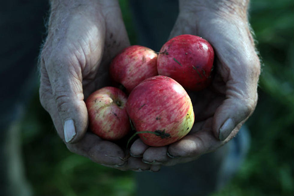 It’s Apple Season in Maine and There are So Many Choices to Choose From