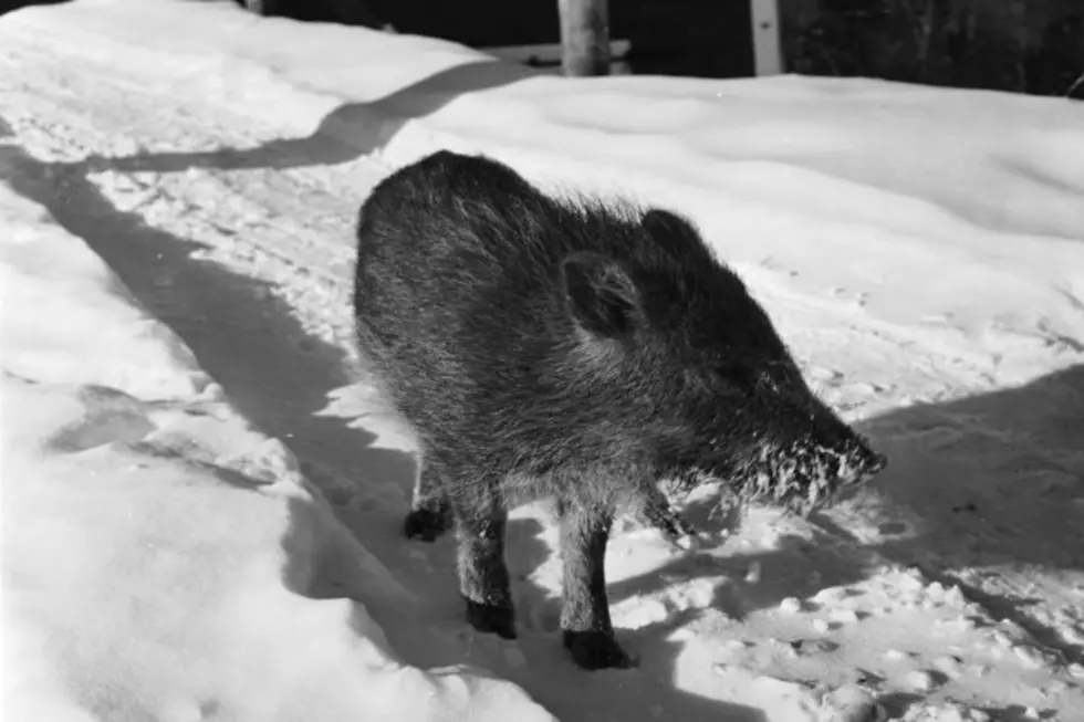 Did Someone Say the Town of Mercer is a Bore?  No!  They Have a Boar…What!?