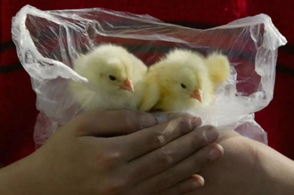 Humane Society Seeks Probe of New England Egg Farm