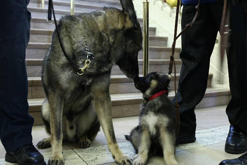 Maine Police Dogs Receiving Bullet-Proof Vests