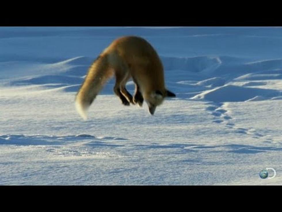 Amazing Video of Fox Snow Diving for Food