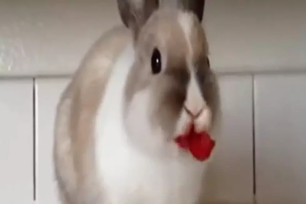 Adorable Bunny Eats Raspberries [VIDEO]