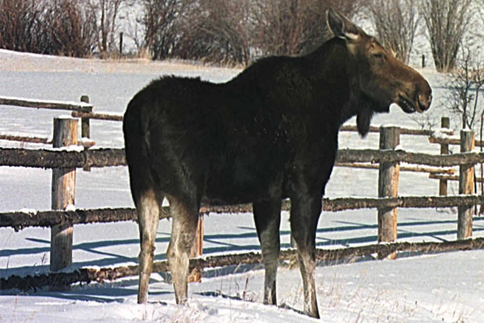 2014 Maine Moose Permit Lottery Winners