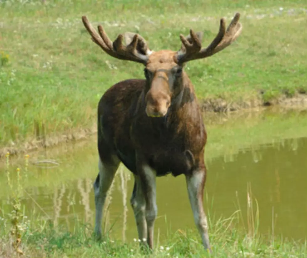 Deadline for Maine Moose Hunting Permits is Thursday, May 14