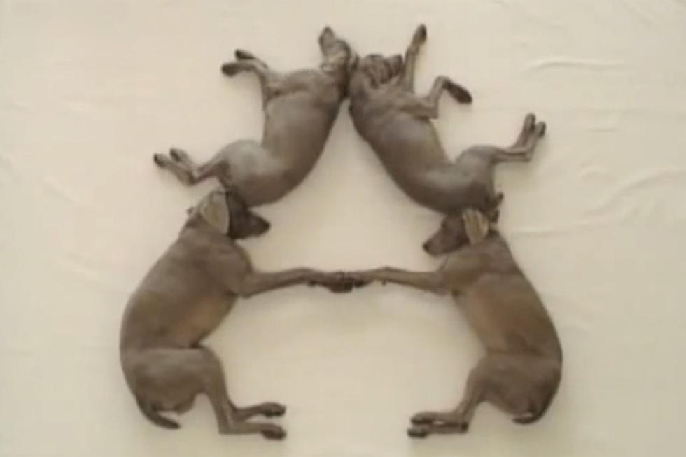 Watch the Alphabet Get Made Out of Dogs! [VIDEO]