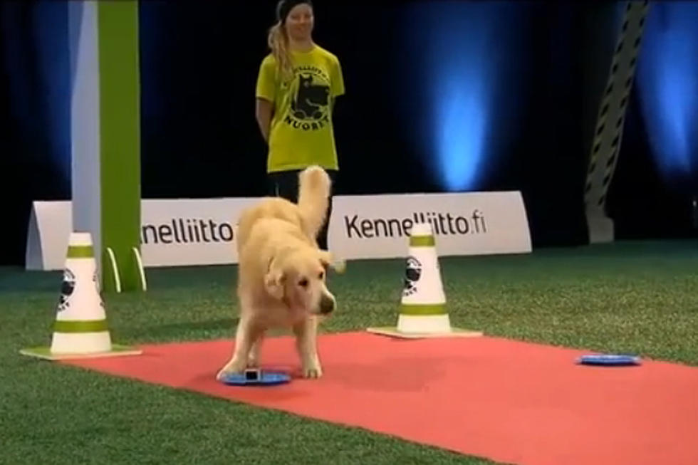 Watch This Hilarious Distracted Golden Retriever [VIDEO]