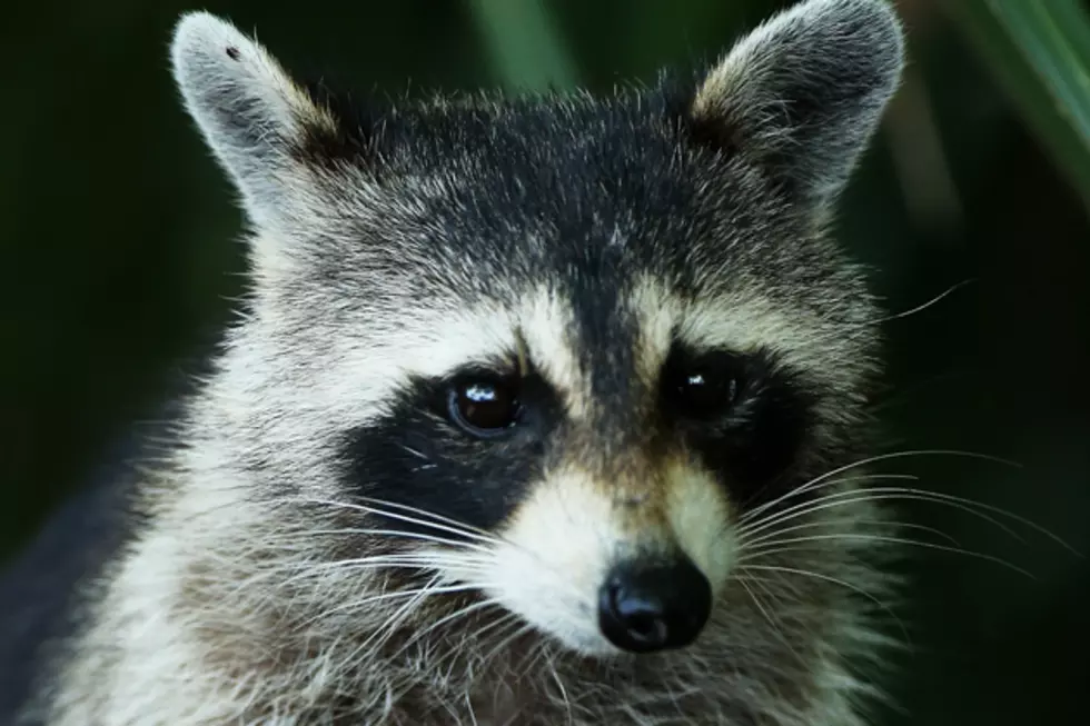 Supermarket in Los Angeles County Caught Selling Racoon Meat!
