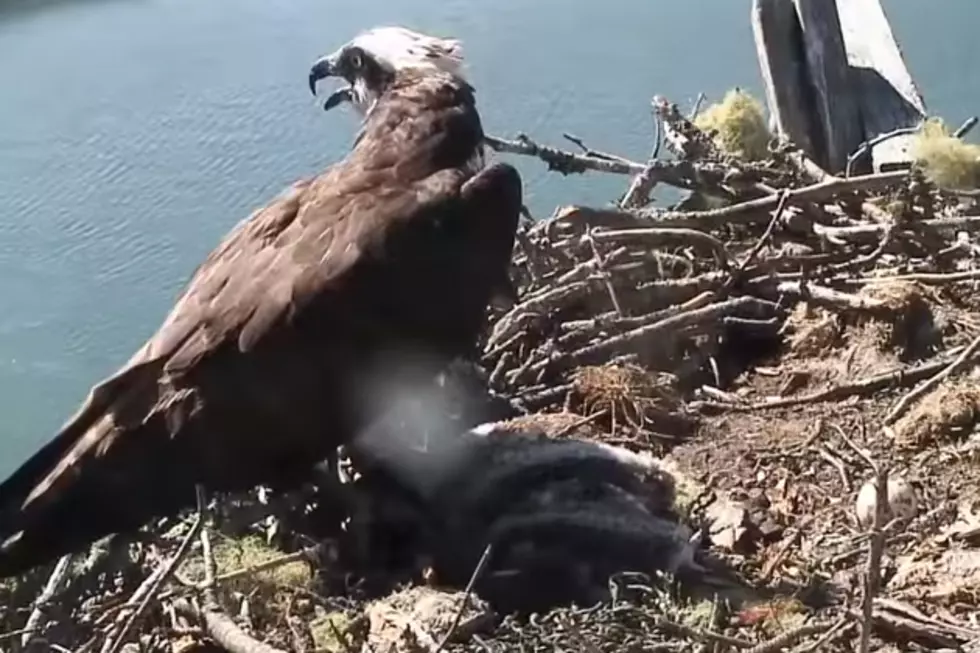See an Eagle Steal Osprey Chicks from a Maine Nest [VIDEO]