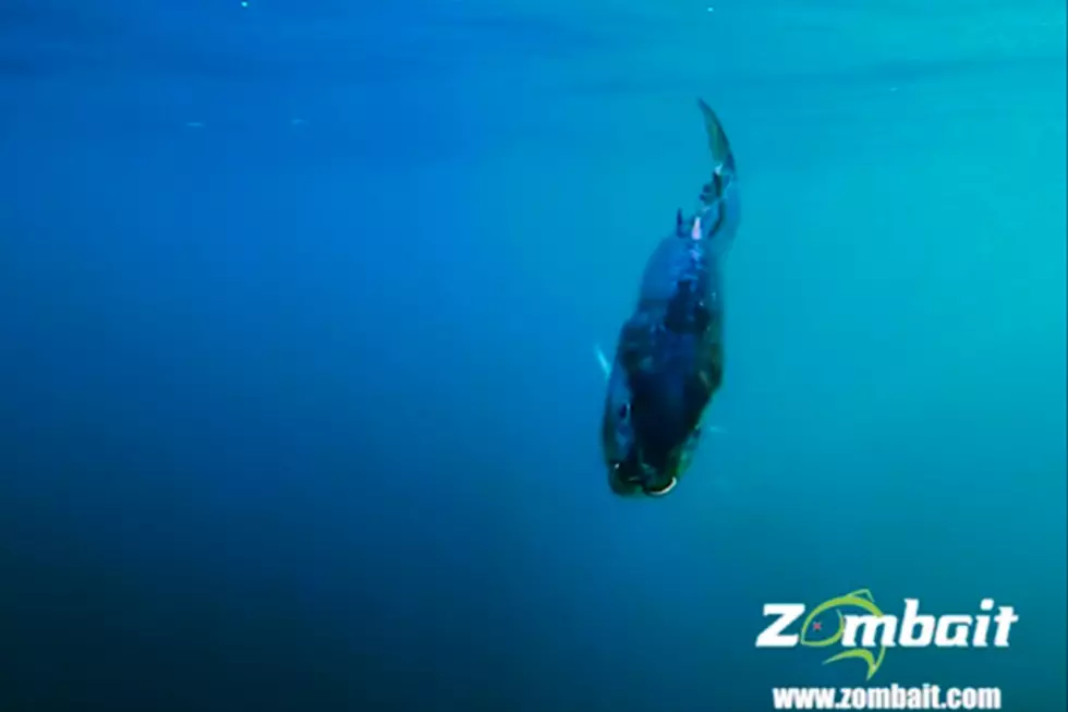 Re-Animate Your Bait: Zombait Brings Dead Fish Back to Life (Almost) [Video]
