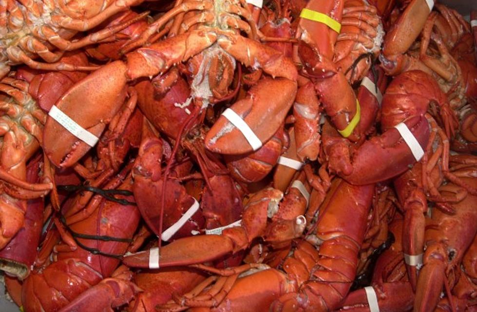 Sweden Looking To Ban Maine Lobster &#8211; We Strike Back!
