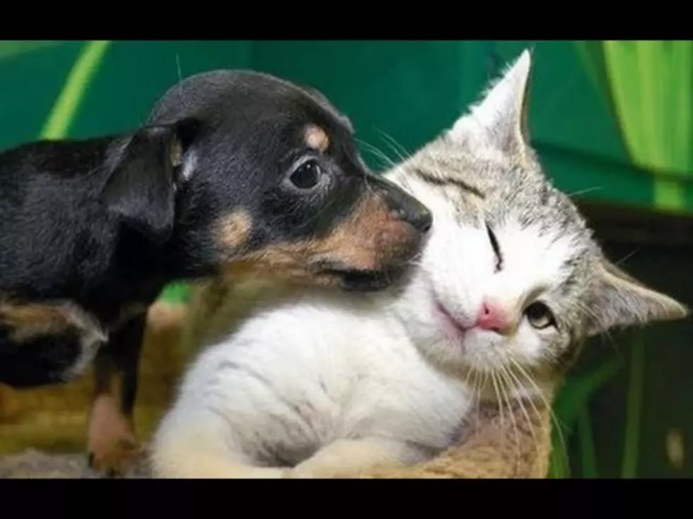 Enough With These Animal &#038; Baby Videos. This Is Just Puppies &#038; Kittens, Minus The Little Humans