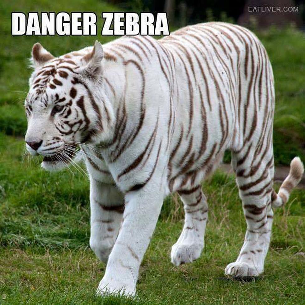 MYSTERY SOLVED: Why Do Zebras Have Stripes?