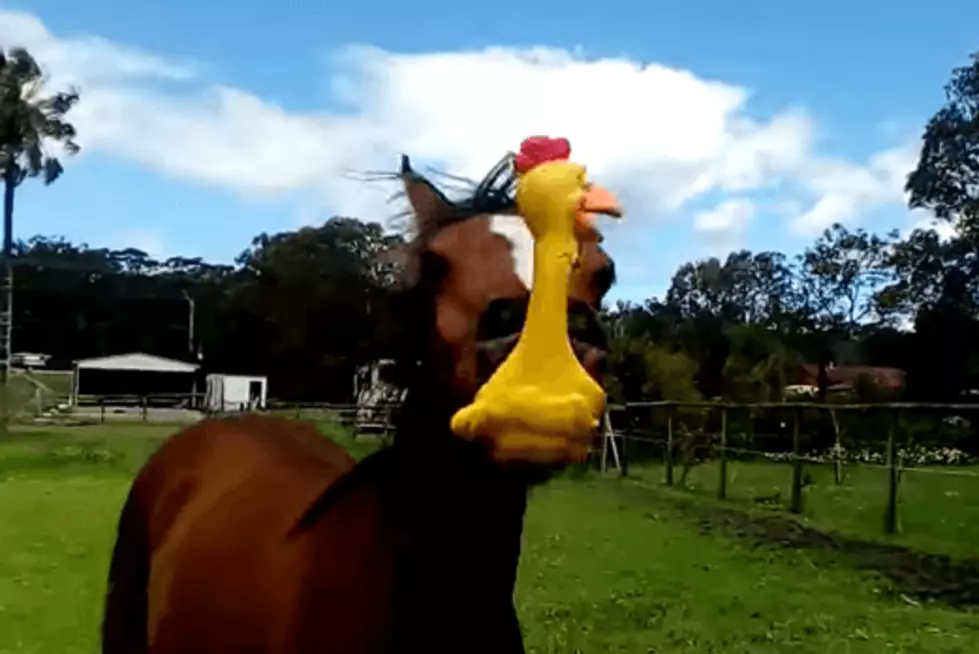 Please Enjoy This Horse Squeezing A Rubber Chicken For No Reason. Happy Monday.