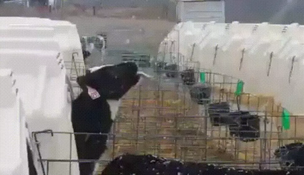 This Cow Catching Snowflakes On Her Tongue Will Make Your Day Better