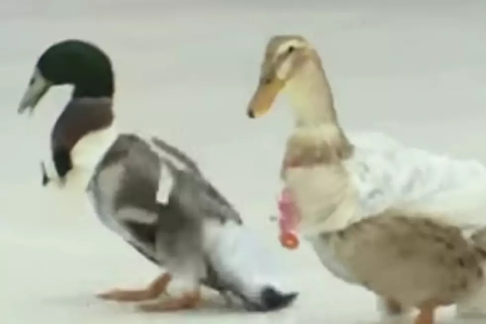 New Hampshire Kindergartners Host a Duck Wedding
