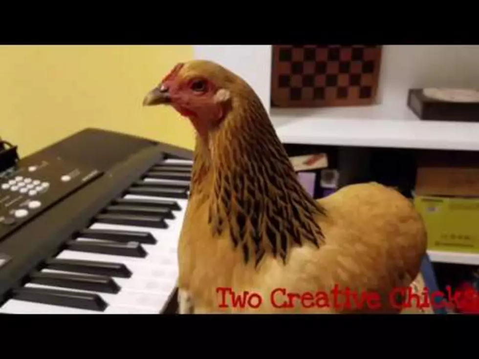 Check Out This Patriotic Chicken Playing the Keyboard