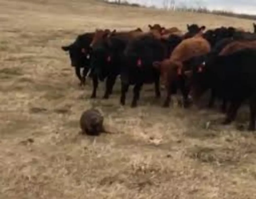 Just Cows following a Beaver through a Pasture like he&#8217;s the Messiah