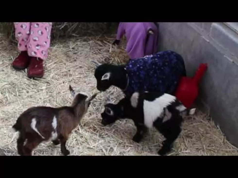 It’s ‘Goats in Pajamas’ at Kidabaloo
