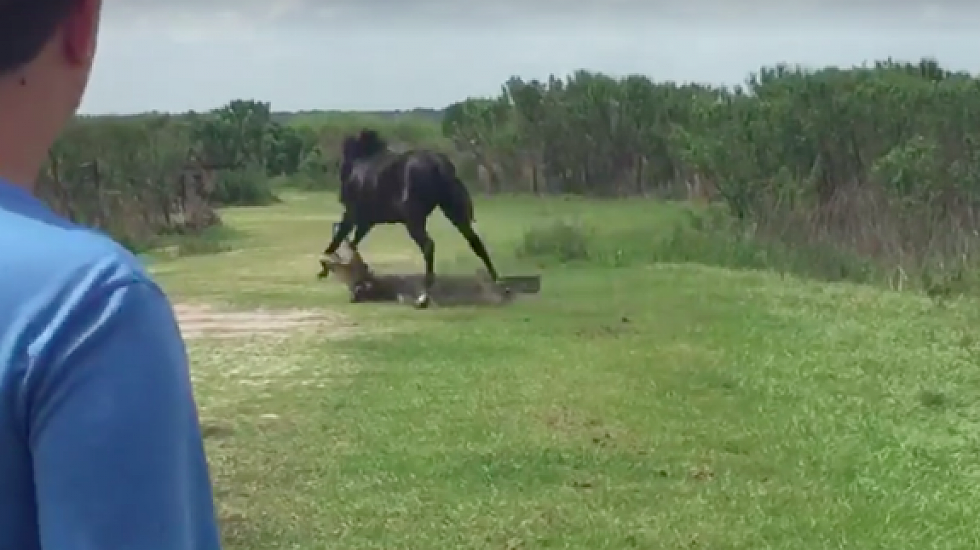 Horse Attacks an Alligator for getting Too Close!