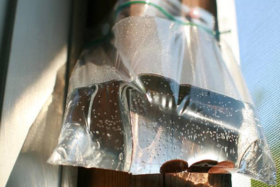 Myth or Truth: Keep Flies Out of Your Home with a Bag of Water + Pennies