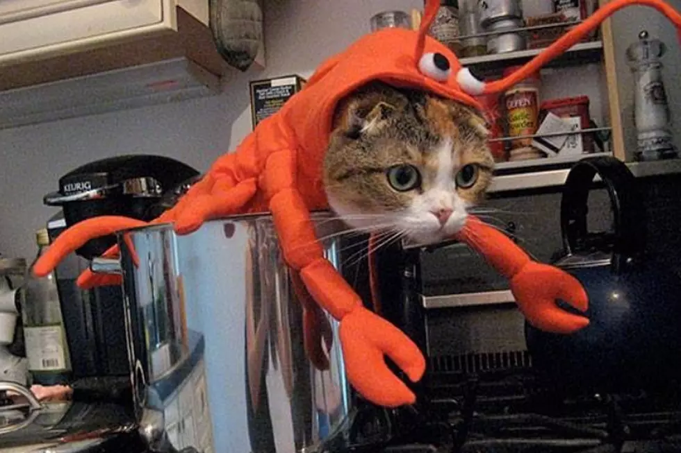 Cutest Halloween Pet Costumes Ever: Cat Edition