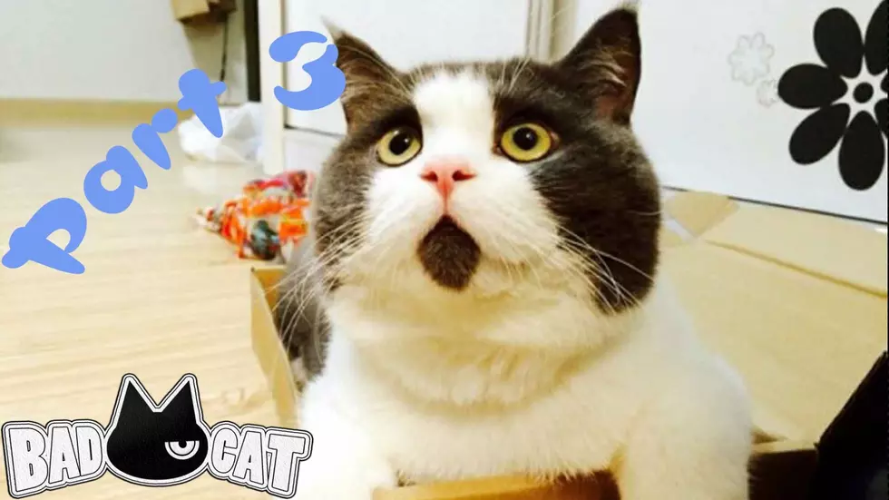 10 Minute Video of Cats. Because Thursday.