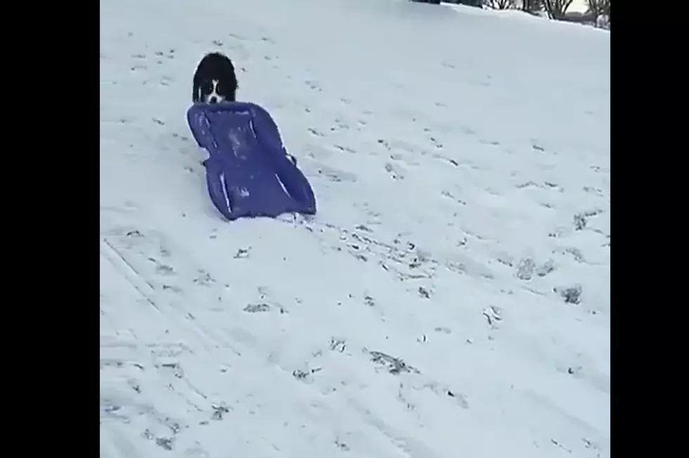 Must See Video: Dog Takes Himself Sledding