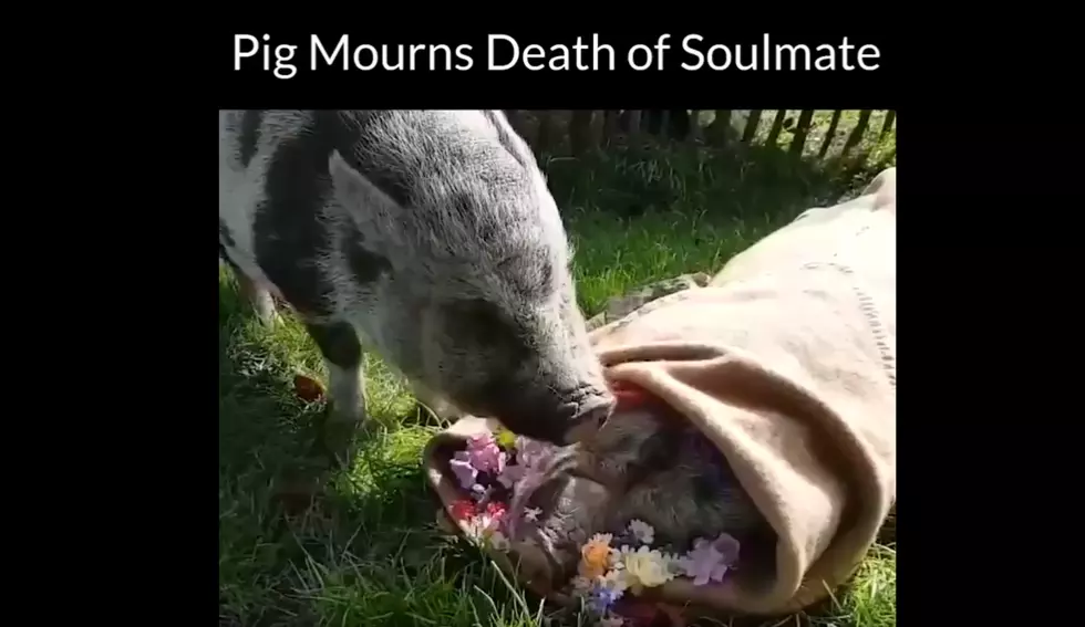 Watch As A Pig Says His Final Goodbyes to Soulmate
