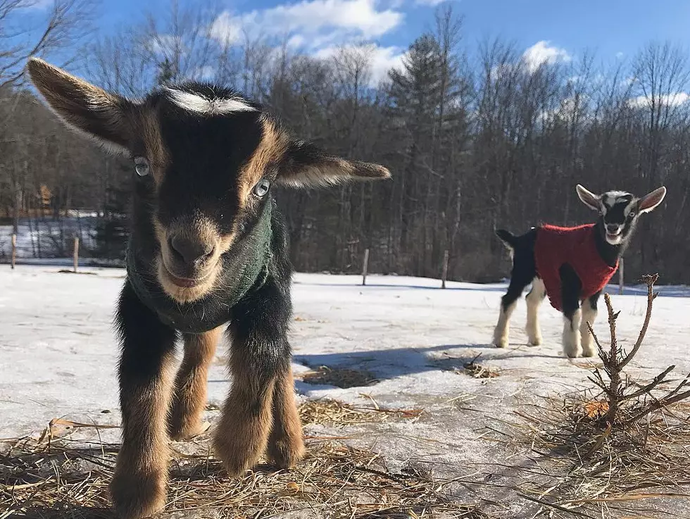 Snuggle a Baby Goat April 6th in Richmond, Maine