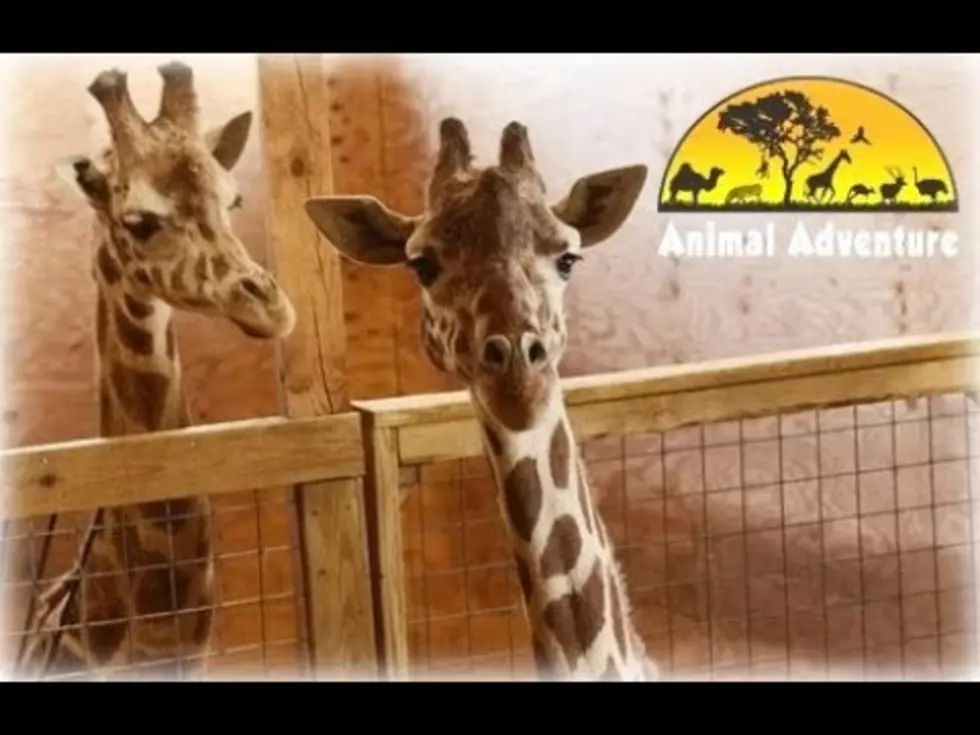 UPDATED: April the Giraffe is Back!  Check Out the Live Cam