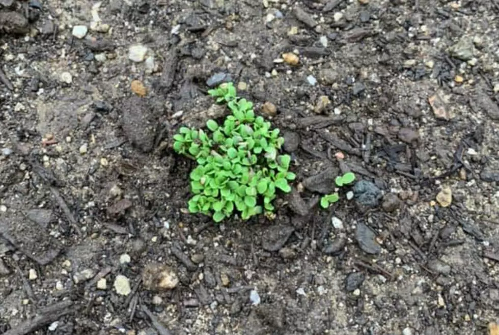Our Veggie Garden Has Sprouted!