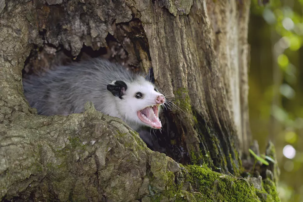Rumford Man Cut Off Opossum's Tail