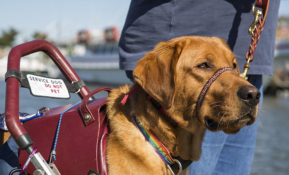 Check This Out: Taking a Guide Dog on a Cruise. Can You Do That?