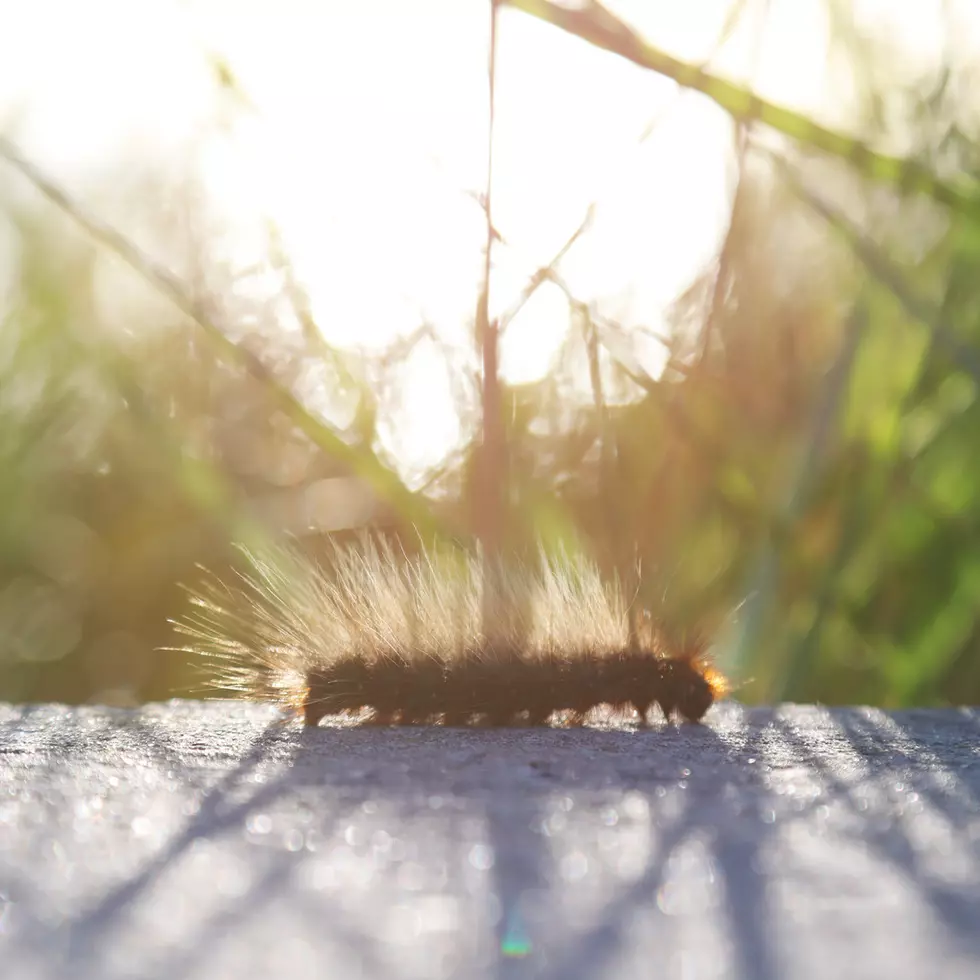 The Toxic Browntail Moth Caterpillars Are Back In Maine