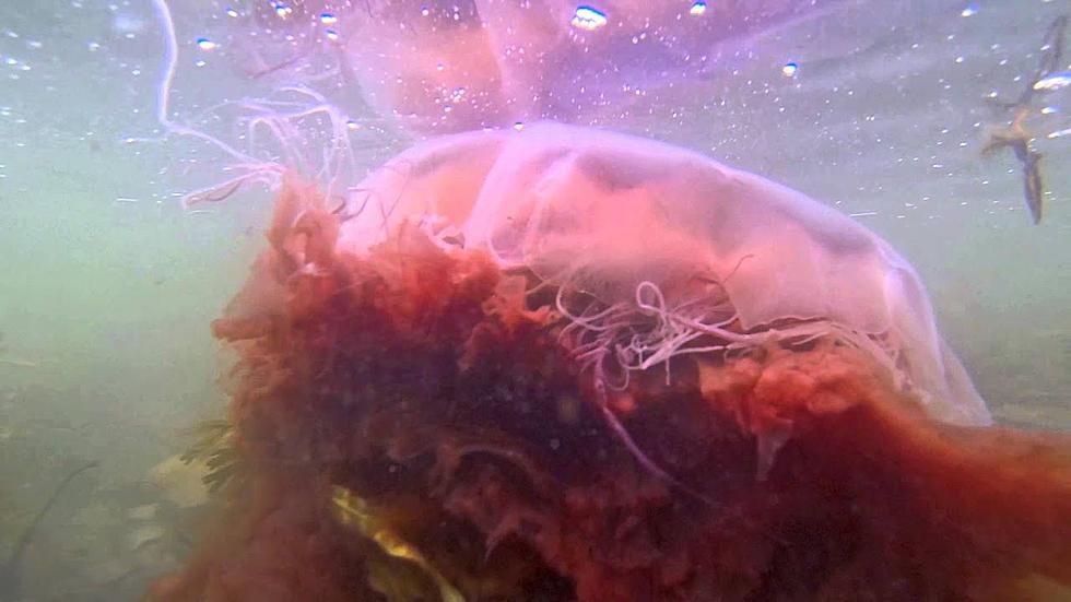 Massive Stinging Jellyfish are Washing Ashore on Maine's Beaches