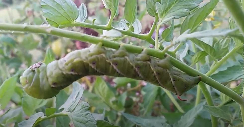 Have A Garden?  Keep An Eye Out For Tobacco Hornworms