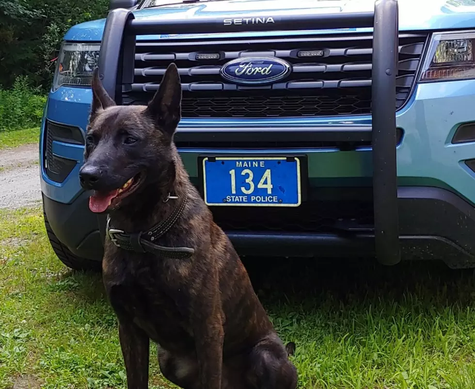 Maine State Police K9 Rescues Missing Kindergartener in The Woods